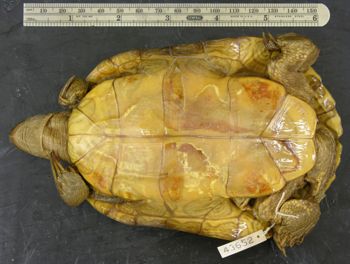 Media type: image; Herpetology R-43652